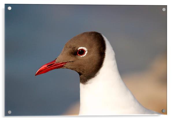 Black headed gull Acrylic by Andy Wickenden