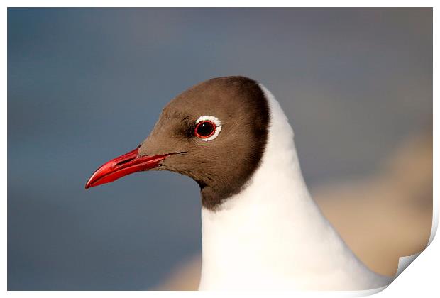 Black headed gull Print by Andy Wickenden