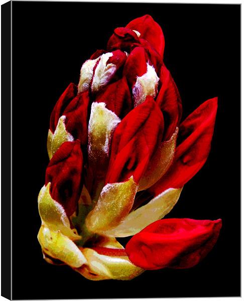Rhodi Blossoms Canvas Print by james balzano, jr.