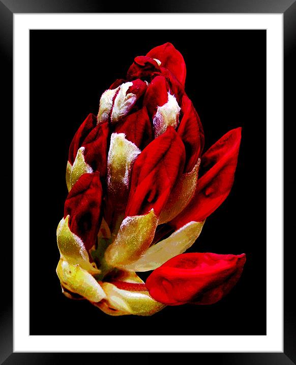 Rhodi Blossoms Framed Mounted Print by james balzano, jr.