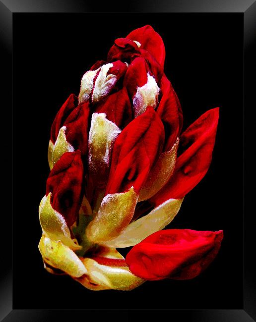Rhodi Blossoms Framed Print by james balzano, jr.