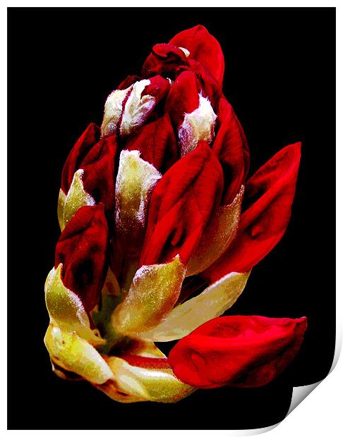 Rhodi Blossoms Print by james balzano, jr.