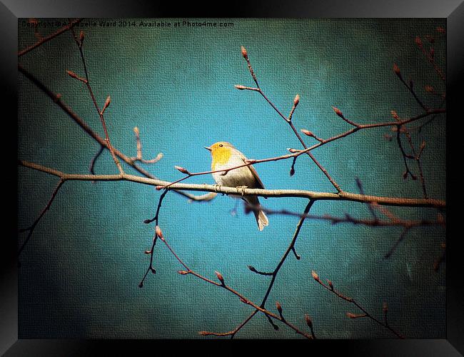 Robin Red Breast Framed Print by Annabelle Ward