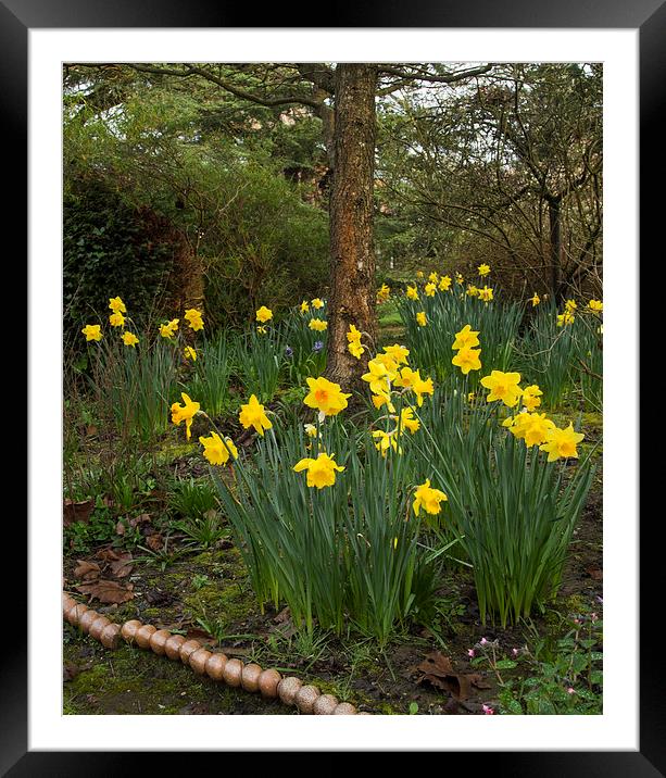Spring Dafodils Framed Mounted Print by Clive Eariss