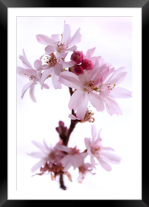 Cherry Blossom Framed Mounted Print by Darren Turner