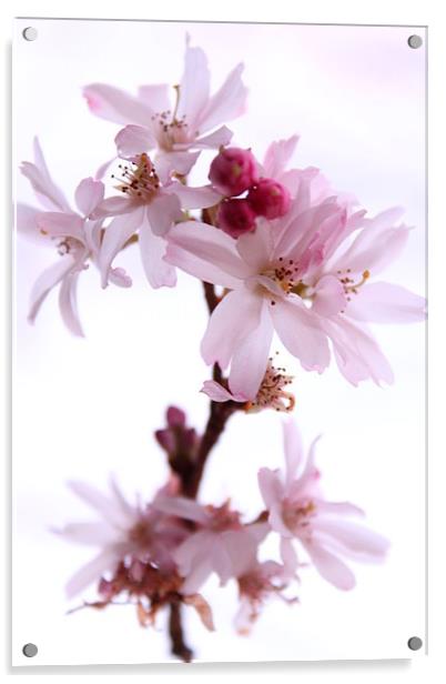 Cherry Blossom Acrylic by Darren Turner