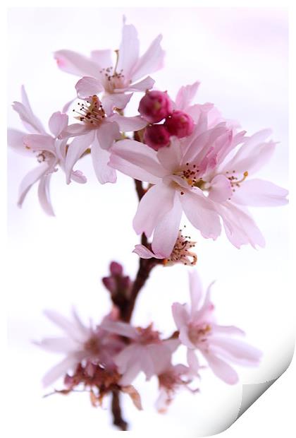 Cherry Blossom Print by Darren Turner