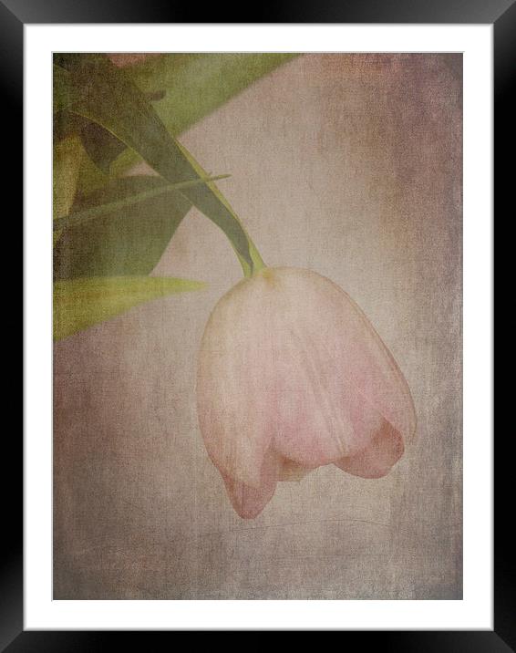 Vintage Tulip Framed Mounted Print by Lynn Bolt