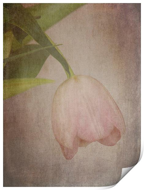 Vintage Tulip Print by Lynn Bolt