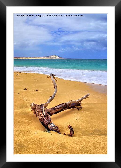 Island Beach Driftwood Framed Mounted Print by Brian  Raggatt