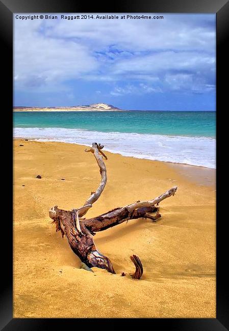 Island Beach Driftwood Framed Print by Brian  Raggatt