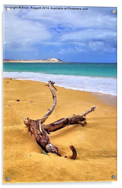 Island Beach Driftwood Acrylic by Brian  Raggatt