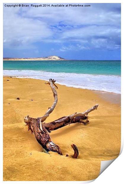 Island Beach Driftwood Print by Brian  Raggatt
