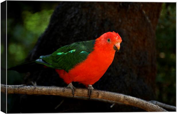 King Parrot On A Stick Canvas Print by Graham Palmer