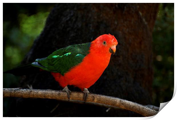 King Parrot On A Stick Print by Graham Palmer