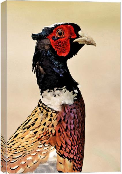 Pheasant Portrait Canvas Print by Ashley Jackson