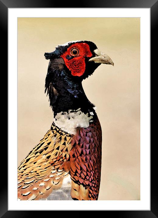 Pheasant Portrait Framed Mounted Print by Ashley Jackson