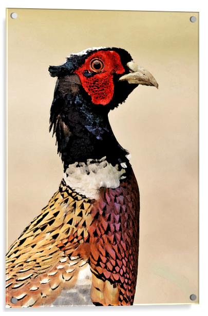 Pheasant Portrait Acrylic by Ashley Jackson