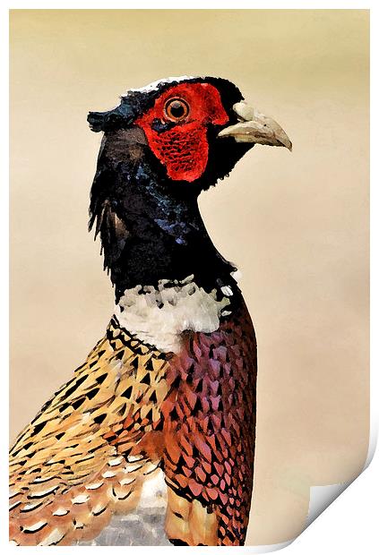 Pheasant Portrait Print by Ashley Jackson
