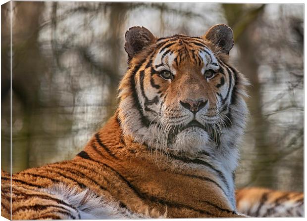 Looking Into The Eye Of The Tiger Canvas Print by Nigel Jones