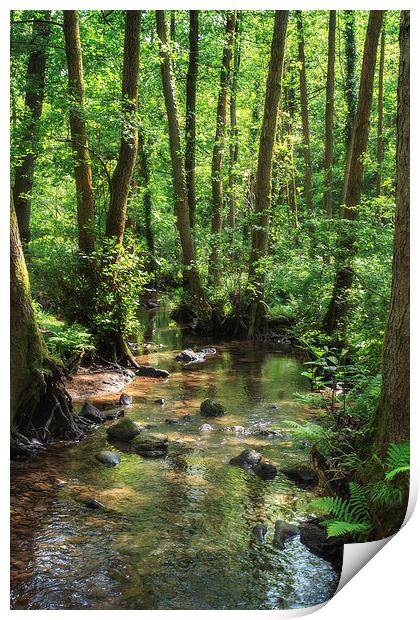 Summer Stream Print by David Tinsley