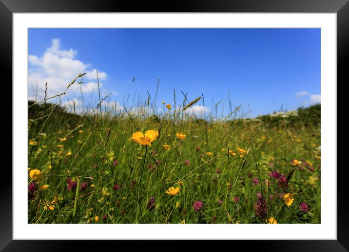 Summer Meadow Framed Mounted Print by David Tinsley
