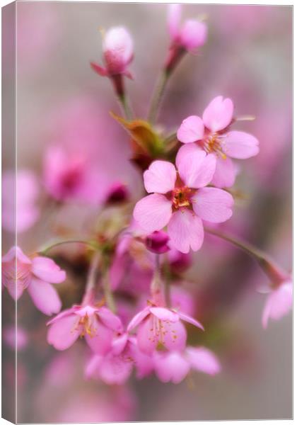 Cherry Blossom Canvas Print by David Tinsley