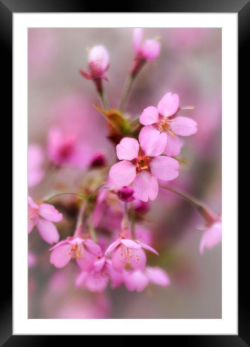 Cherry Blossom Framed Mounted Print by David Tinsley