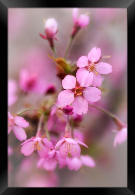 Cherry Blossom Framed Print by David Tinsley