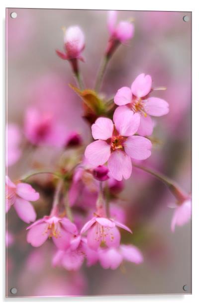 Cherry Blossom Acrylic by David Tinsley