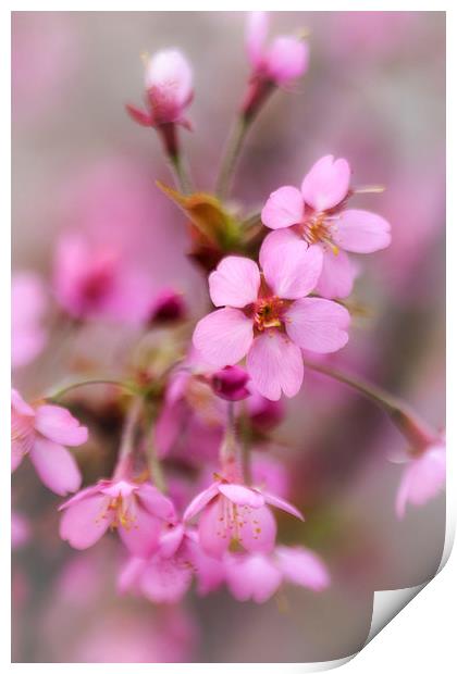 Cherry Blossom Print by David Tinsley