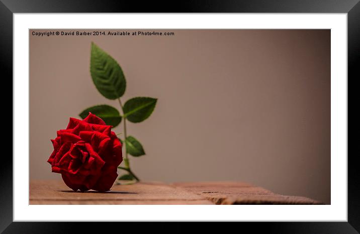 Lonely Rose Framed Mounted Print by David Barber