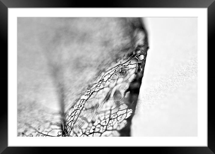 Skeletal leaf Framed Mounted Print by steve akerman