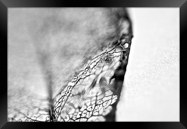Skeletal leaf Framed Print by steve akerman