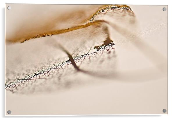 Skeletal leaf in shadow Acrylic by steve akerman
