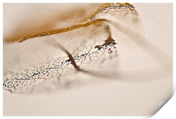 Skeletal leaf in shadow Print by steve akerman