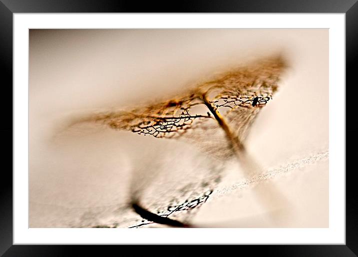 The veins of a leaf Framed Mounted Print by steve akerman