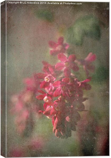 Pink Flowering Currant Canvas Print by LIZ Alderdice