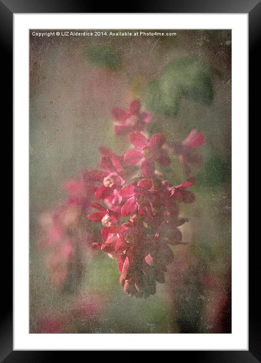 Pink Flowering Currant Framed Mounted Print by LIZ Alderdice