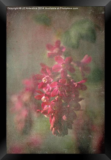 Pink Flowering Currant Framed Print by LIZ Alderdice