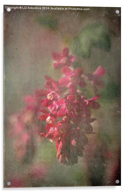 Pink Flowering Currant Acrylic by LIZ Alderdice