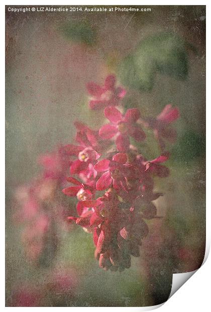 Pink Flowering Currant Print by LIZ Alderdice