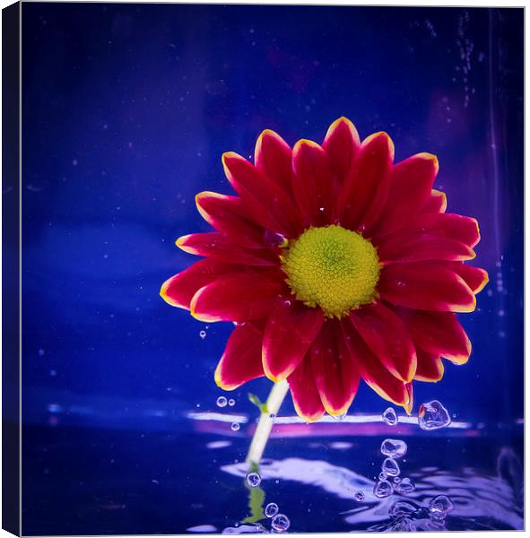 Water Flower Canvas Print by Pete White