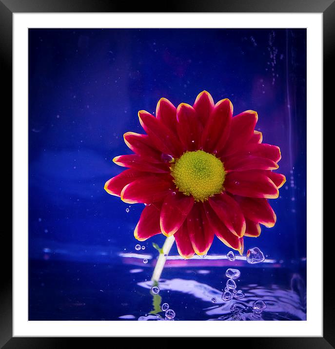 Water Flower Framed Mounted Print by Pete White