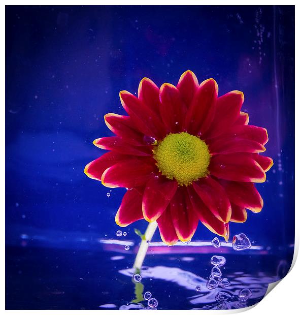Water Flower Print by Pete White