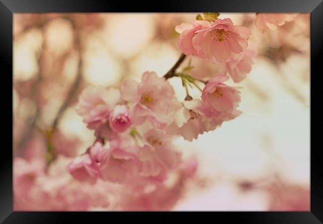 Cherry Blossoms Framed Print by Nadeesha Jayamanne