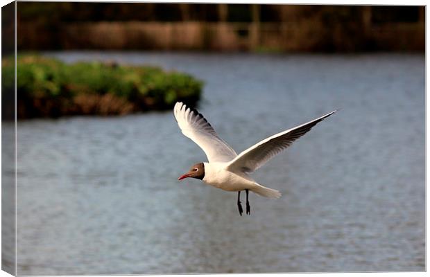 Black headed gull Canvas Print by Andy Wickenden