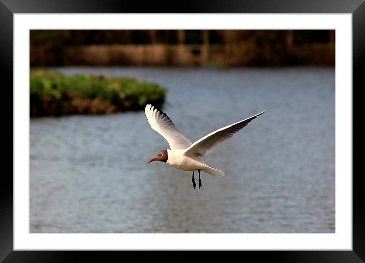 Black headed gull Framed Mounted Print by Andy Wickenden