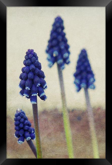 four grape hyacinths Framed Print by Heather Newton