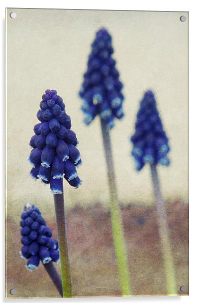 four grape hyacinths Acrylic by Heather Newton